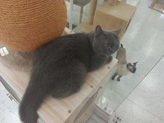 -喵园·猫主题咖啡厅·撸猫·猫咖(国贸店)