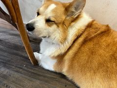 -肥朵食堂(带梦胡同店)