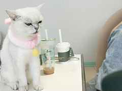 -怪兽屋·羊驼·猫咖·狗咖(俊华广场店)