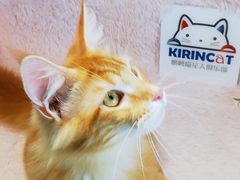 -十年猫舍·猫咪专门店(普陀店)