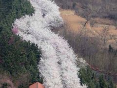 iphone_upload_pic-樱花山风景区