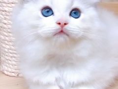 -十年猫舍·猫咪专门店(普陀店)