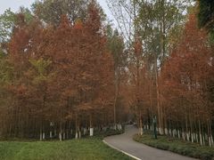 -桤木河湿地公园