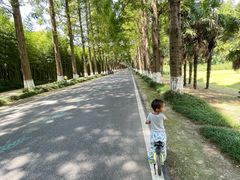 -黄海国家森林公园