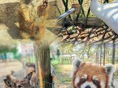 -苏州太湖西山岛开心农场