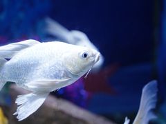 -绿色星球动物主题公园