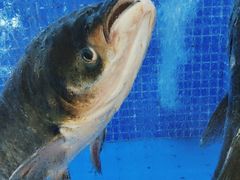 -香山湖渔家大院