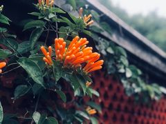 -淡水老街