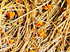 -天津东丽湖风景区