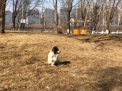 -长白岛森林公园