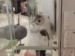 -COLOR PETS 撸猫馆·购猫·猫咖(长风大悦城店)