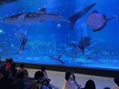 -烟台海昌鲸鲨海洋公园