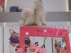 -糯米喵星人·撸猫猫舍咖啡馆(西市场嘉华店)