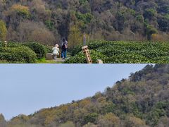 -中国茶叶博物馆(双峰馆区)