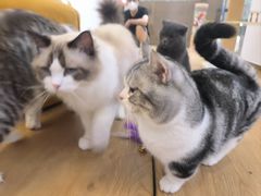 -1013 PET SHOP精品宠物商店(丁香店)