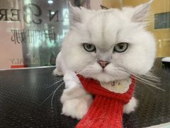 -车接车送·寄养洗护·德文猫舍(大宁店)