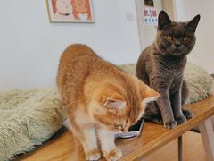 -有喵·猫咖·狗咖·40+猫狗有小奶狗(岗厦店)