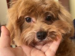 -艾贝尔宠物医院 ·内科全科(梁溪路店)