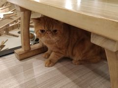 -飞行喵MR PILOT|猫舍·猫咖(静安大融城店)