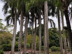 -中国科学院西双版纳热带植物园