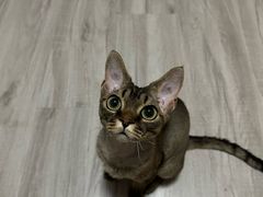 -瑞派福兴宠物医院犬猫全科·骨科·中西医结合(河东店)