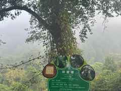 -野象谷景区