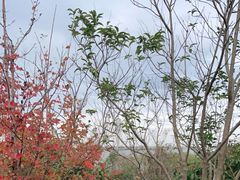 -上海吴淞炮台湾国家湿地公园
