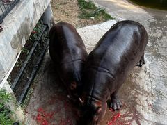 -泉州海丝野生动物世界