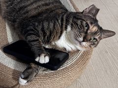 -动物缘宠物医院·骨科·猫科(西二环店)