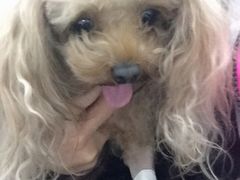 -利又安动物医院··老年病·猫科犬科·中兽医
