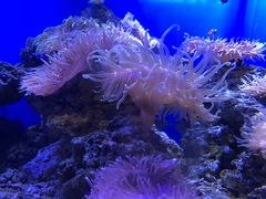 -芜湖新华联大白鲸海洋公园