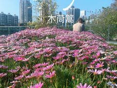 -四海公园(南山区)
