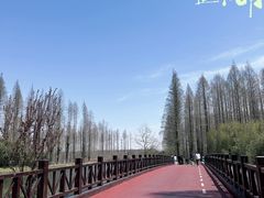 -黄海国家森林公园