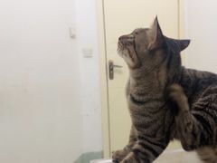 -汪喵宠物医院·骨科心脏影像·犬猫急重症ICU诊疗中心(成华分院)