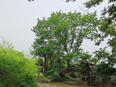 -渤公岛生态公园