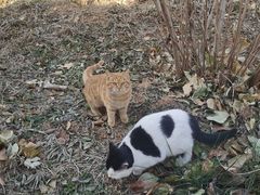 -北京西山国家森林公园