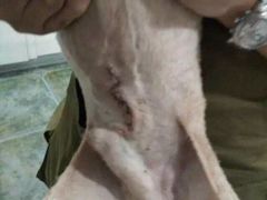 伟伟宠物医院-伟伟宠物医院·CT影像中心·瑞派犬猫综合性门诊(汉口总院)
