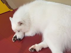 -和它·交个朋友·狗咖猫咖(爱琴海店)