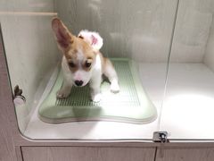 -乐宠宠物店(世纪金源店)