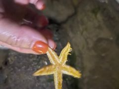 -日照海滨国家森林公园