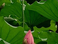 -荔湾湖公园