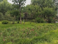 -滨河世纪广场公园