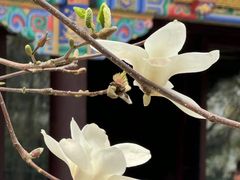 -护国法轮寺