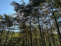 -黄埔油麻山森林公园