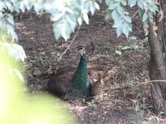 -北京麋鹿生态实验中心