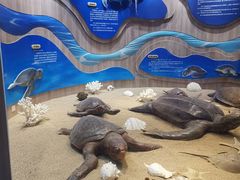 -广东惠东海龟国家级自然保护区