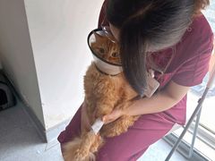 -艾贝尔宠物医院·24H转诊中心·肿瘤猫专科(江宁双龙店)