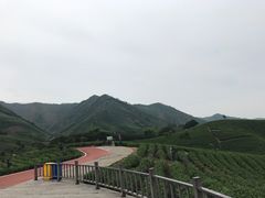 -帐篷客·溪龙茶谷度假酒店