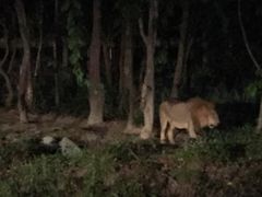 iphone_upload_pic-清迈夜间动物园
