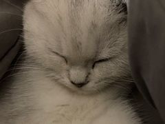 -菲尔斯特宠物医院